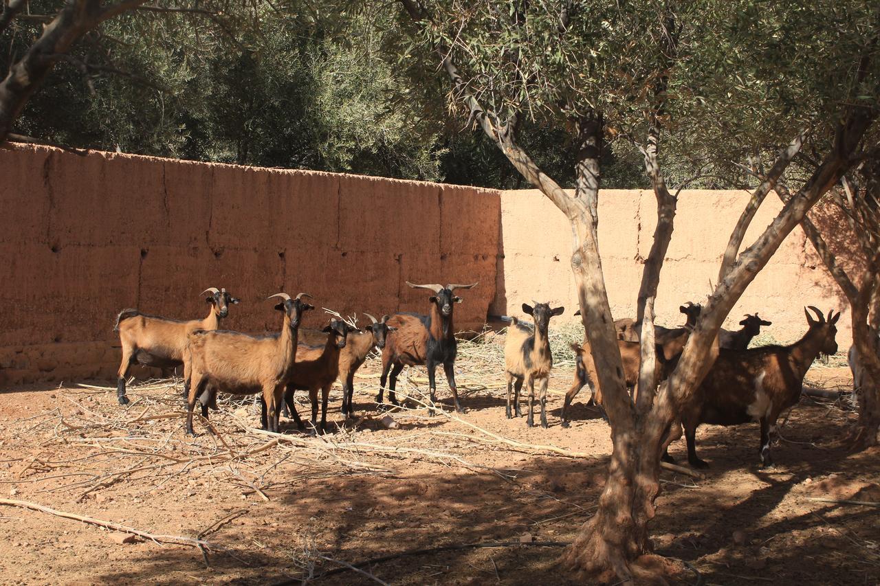 Dar Alfourssane Ferme D'Hote Ouarzazate Exterior foto