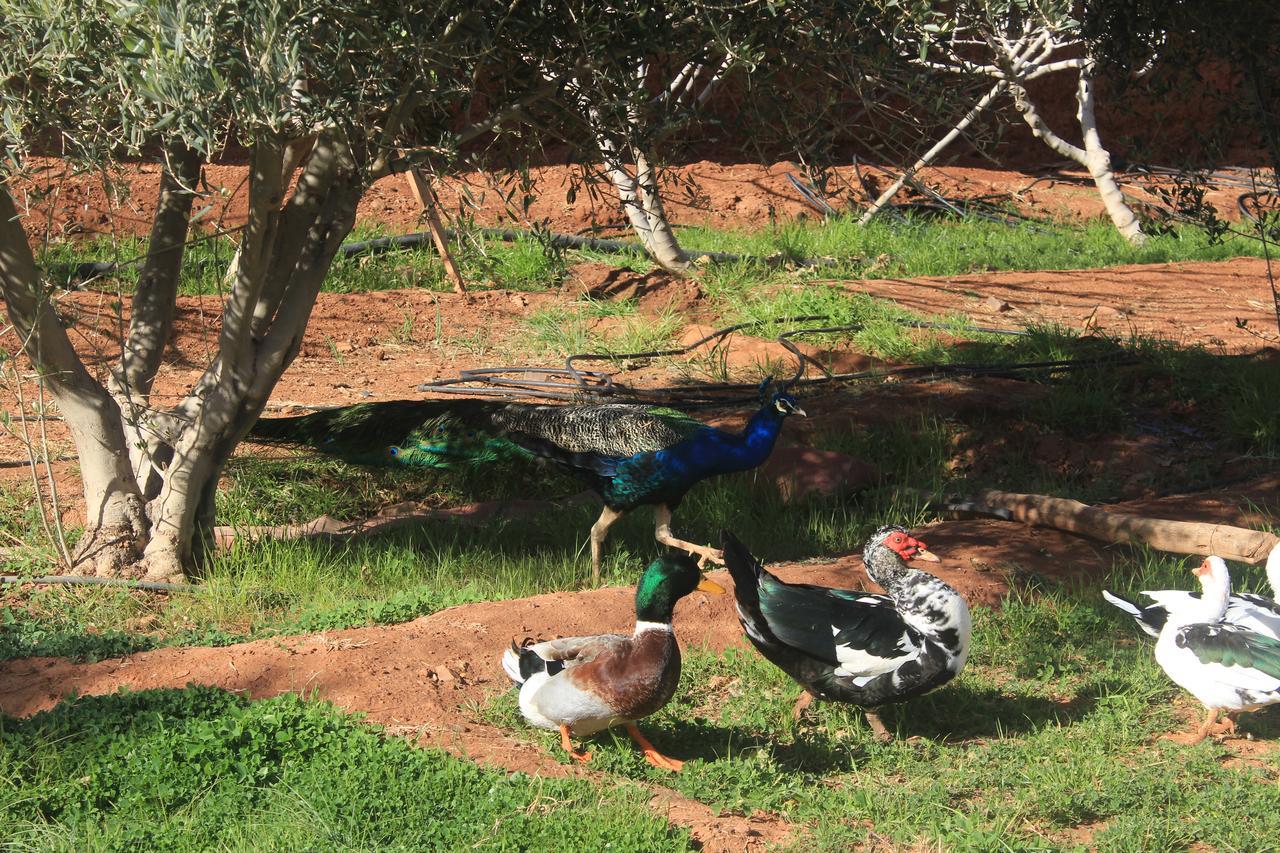 Dar Alfourssane Ferme D'Hote Ouarzazate Exterior foto